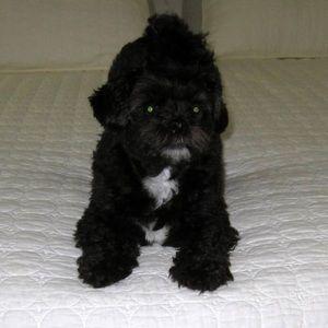 Meet your Posher, Darlene